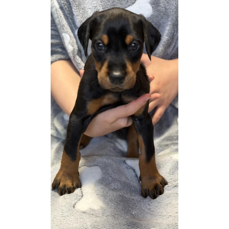 販売中の岩手県のドーベルマン-446934の6枚目