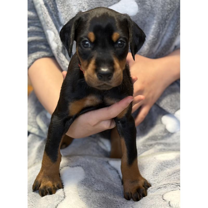 販売中の岩手県のドーベルマン-446934の5枚目