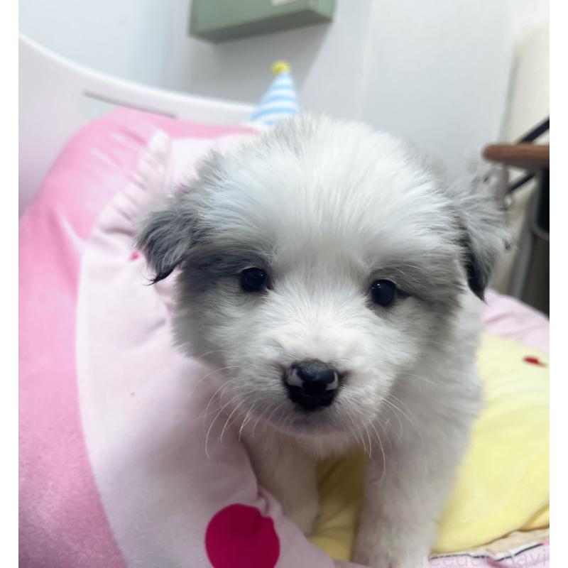 成約済の東京都のボーダーコリー-447205の6枚目