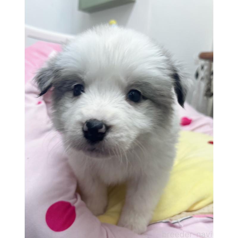 成約済の東京都のボーダーコリー-447205の5枚目