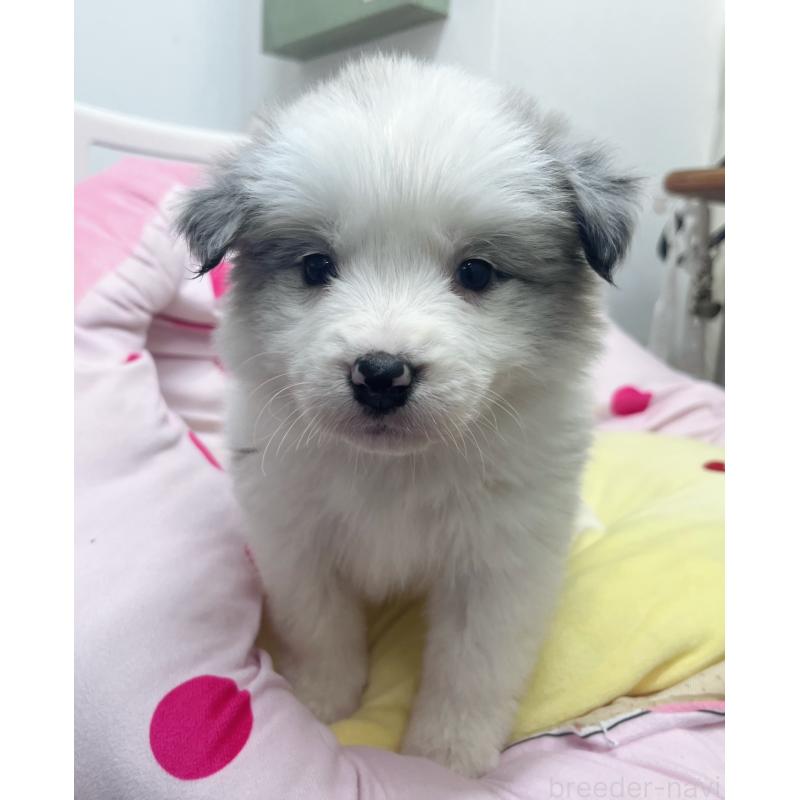 成約済の東京都のボーダーコリー-447205の4枚目