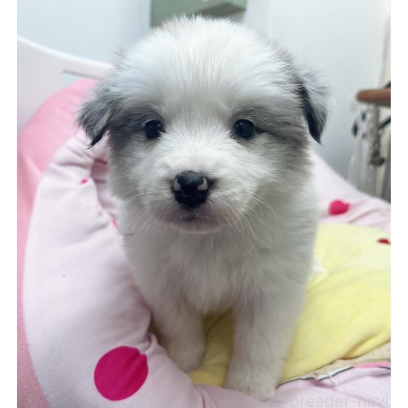 成約済の東京都のボーダーコリー-447205の3枚目