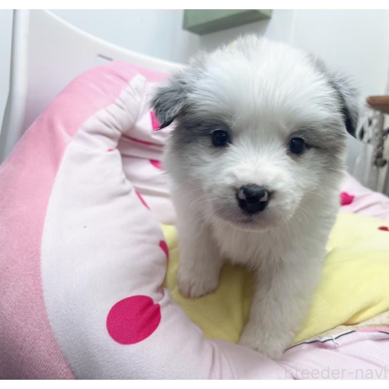 成約済の東京都のボーダーコリー-447205の2枚目