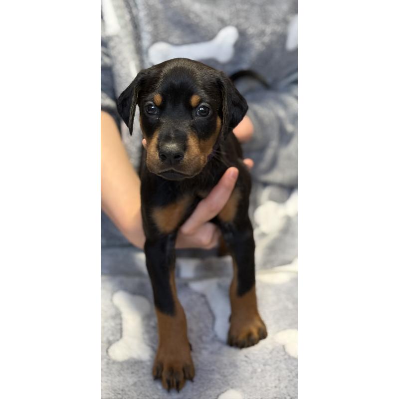 成約済の岩手県のドーベルマン-446933の3枚目