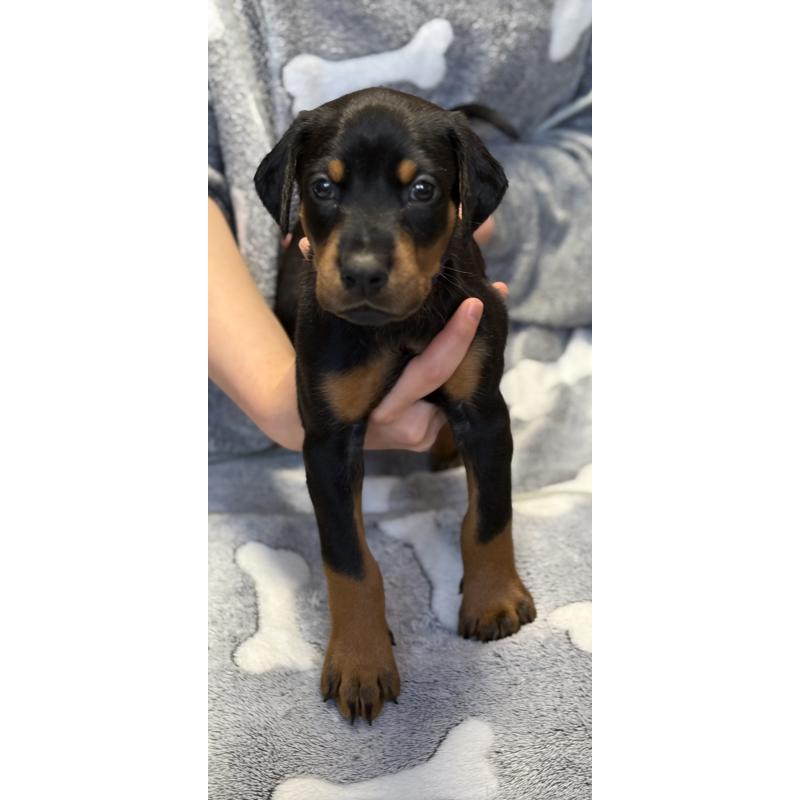 成約済の岩手県のドーベルマン-446933の2枚目