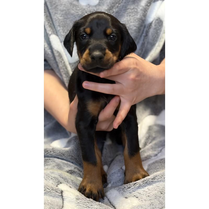 成約済の岩手県のドーベルマン-441601の3枚目