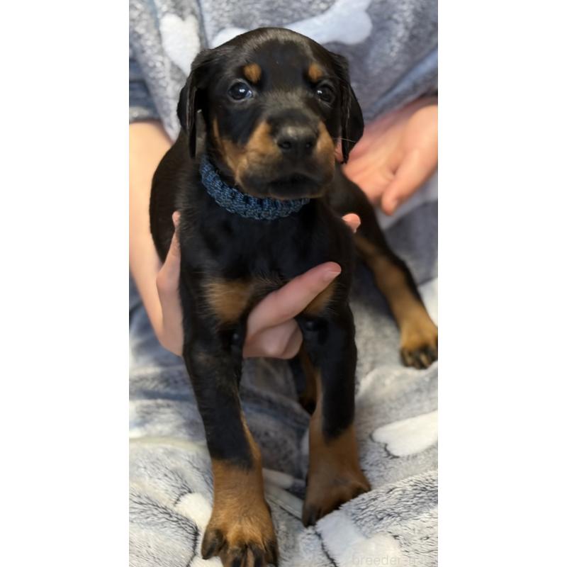 成約済の岩手県のドーベルマン-441601の2枚目