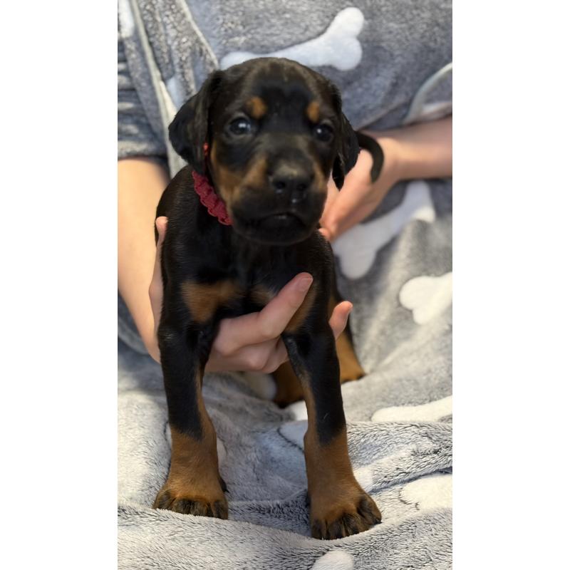 販売中の岩手県のドーベルマン-444042の3枚目