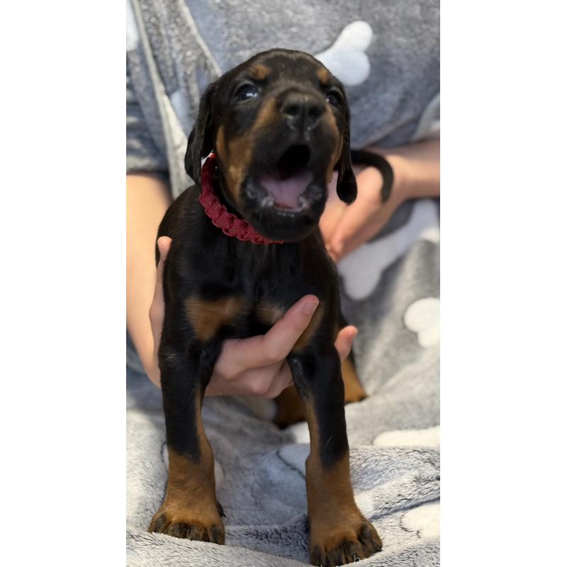 販売中の岩手県のドーベルマン-444042の2枚目