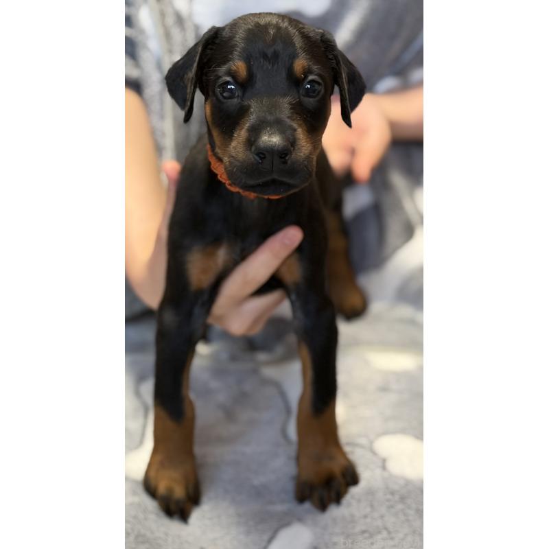 販売中の岩手県のドーベルマン-444043の3枚目