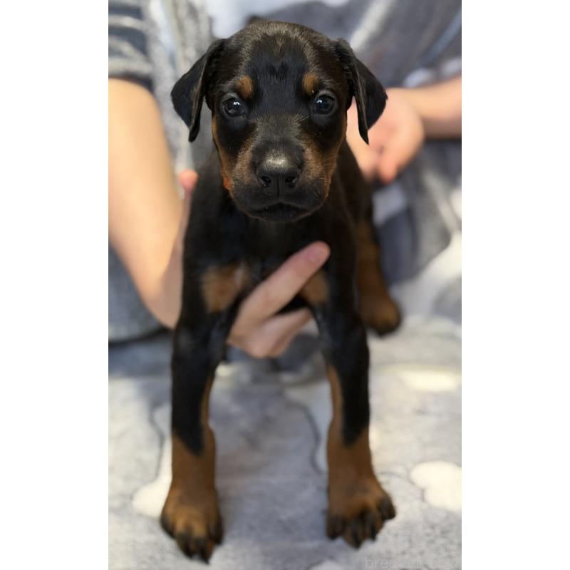 販売中の岩手県のドーベルマン-444043の2枚目