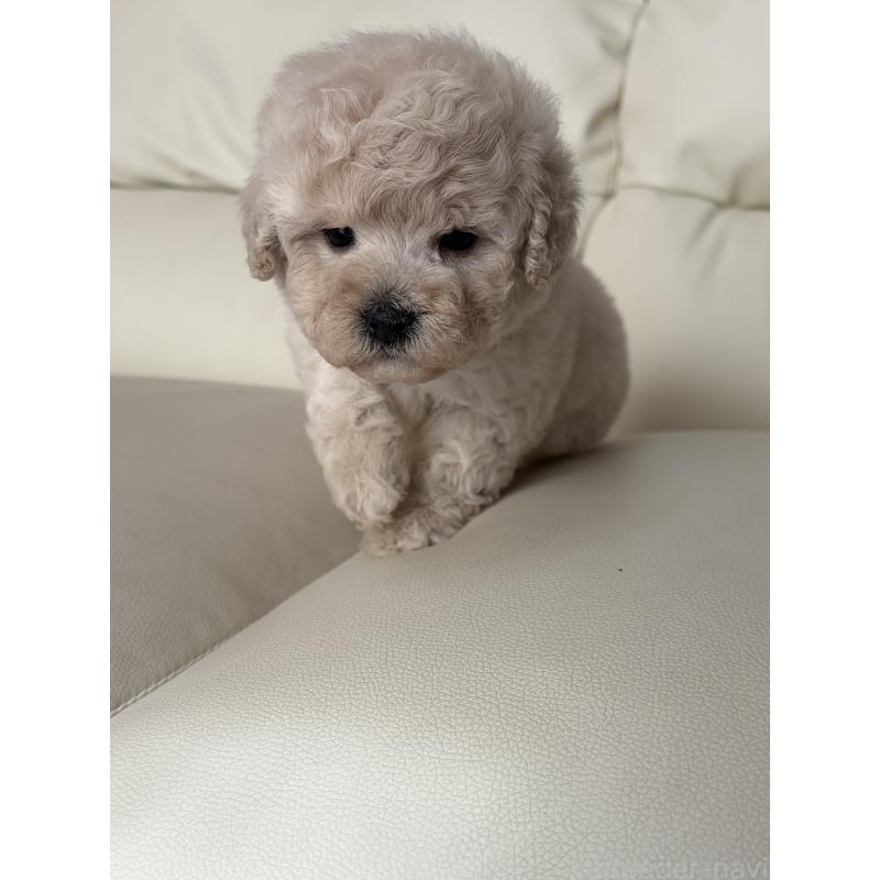 成約済の滋賀県のビションプー:ビションフリーゼ×トイプードル-445334の12枚目