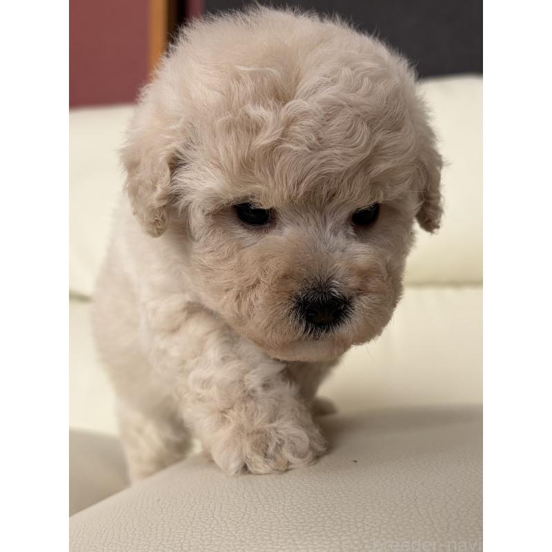 成約済の滋賀県のビションプー:ビションフリーゼ×トイプードル-445334の11枚目