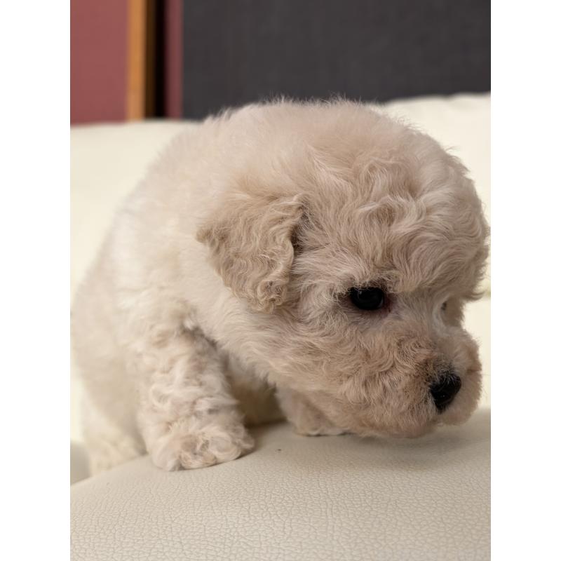 成約済の滋賀県のビションプー:ビションフリーゼ×トイプードル-445334の10枚目