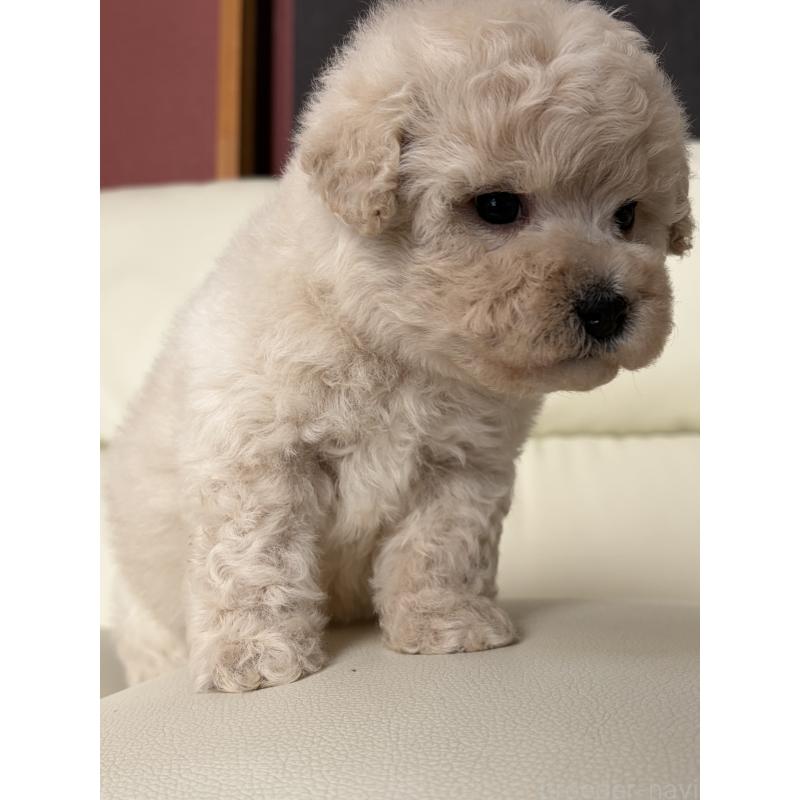 成約済の滋賀県のビションプー:ビションフリーゼ×トイプードル-445334の9枚目