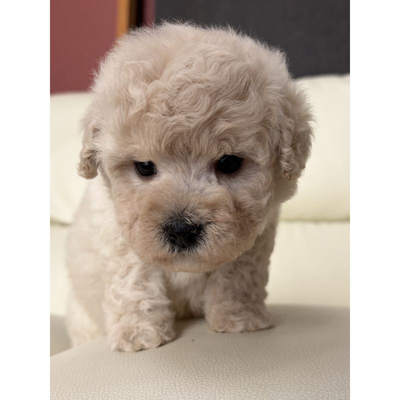 成約済の滋賀県のビションプー:ビションフリーゼ×トイプードル-445334の8枚目