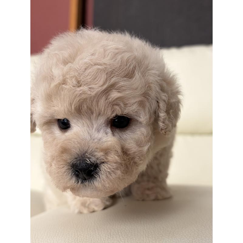 成約済の滋賀県のビションプー:ビションフリーゼ×トイプードル-445334の7枚目