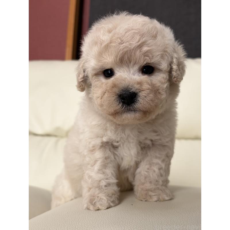 成約済の滋賀県のビションプー:ビションフリーゼ×トイプードル-445334の6枚目