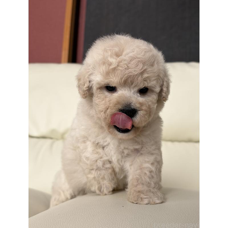 成約済の滋賀県のビションプー:ビションフリーゼ×トイプードル-445334の5枚目