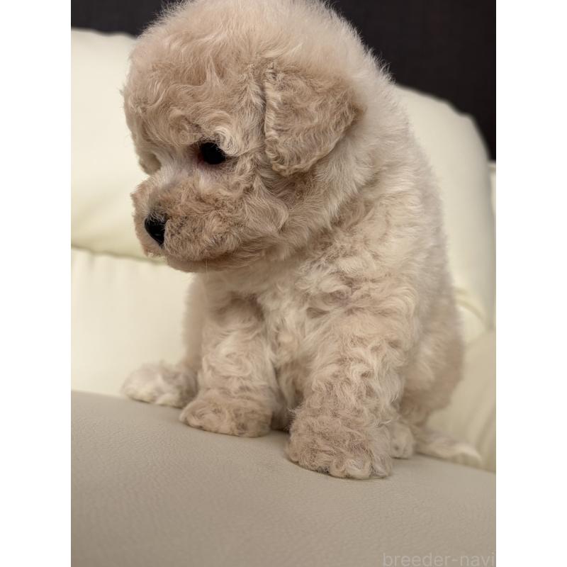 成約済の滋賀県のビションプー:ビションフリーゼ×トイプードル-445334の4枚目