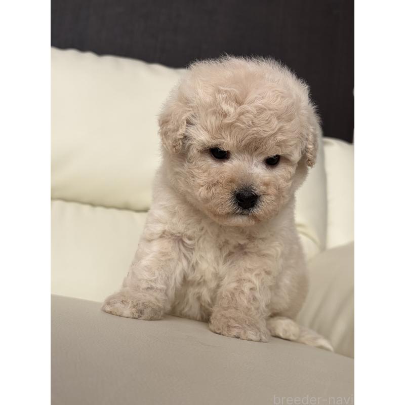 成約済の滋賀県のビションプー:ビションフリーゼ×トイプードル-445334の3枚目