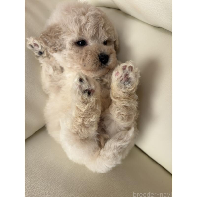 成約済の滋賀県のビションプー:ビションフリーゼ×トイプードル-445334の2枚目