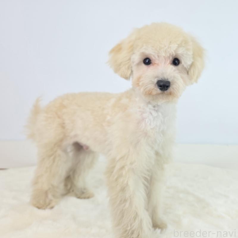 商談中の茨城県のミックス犬-424691の5枚目