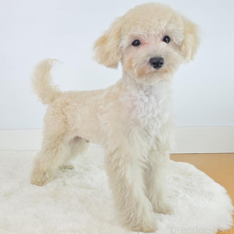 商談中の茨城県のミックス犬-424691の4枚目