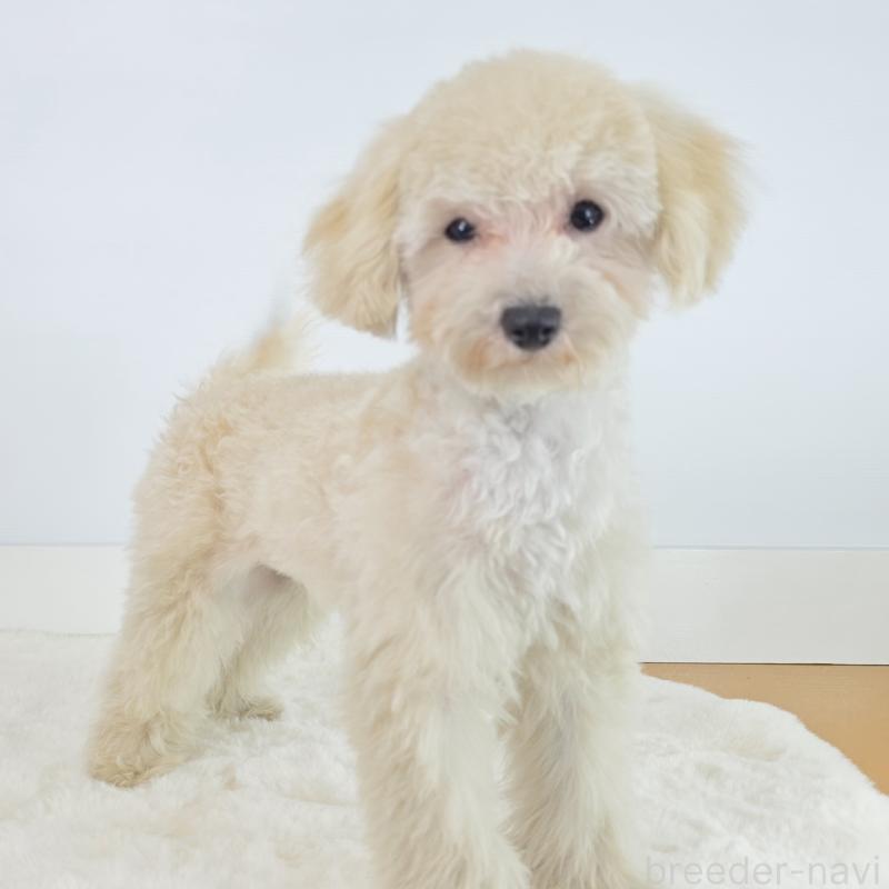 商談中の茨城県のミックス犬-424691の3枚目