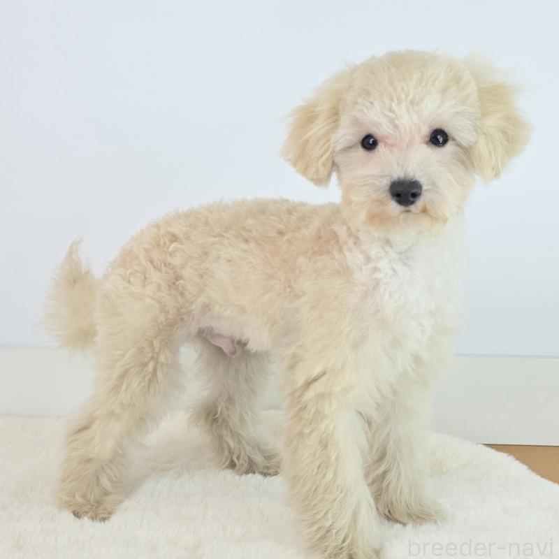 商談中の茨城県のミックス犬-424691の2枚目