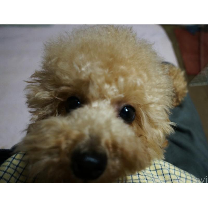 販売中の大阪府のトイプードル-425435の5枚目