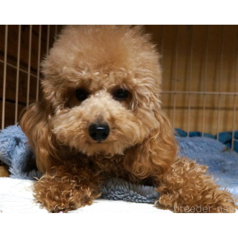 販売中の大阪府のトイプードル-425435の3枚目