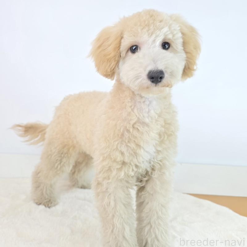 成約済の茨城県のミックス犬-424487の7枚目