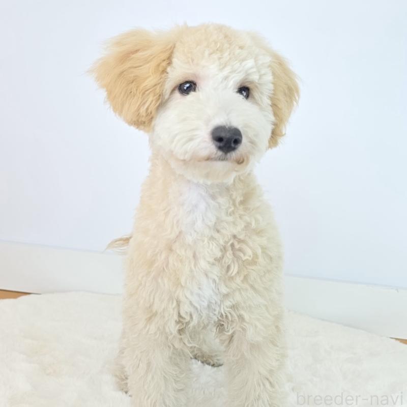 成約済の茨城県のミックス犬-424487の6枚目