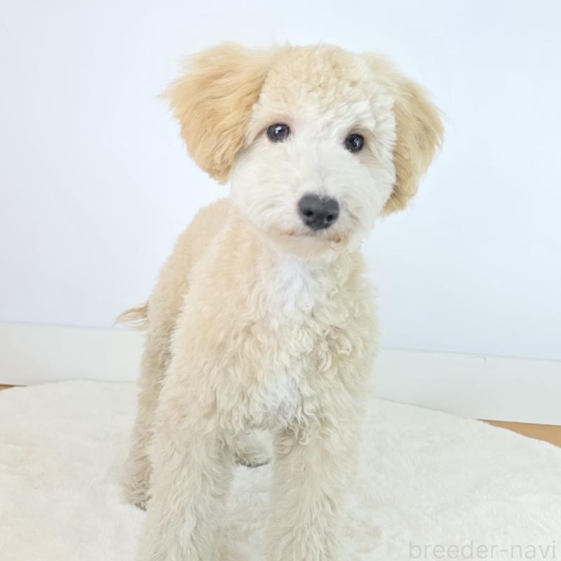 成約済の茨城県のミックス犬-424487の5枚目