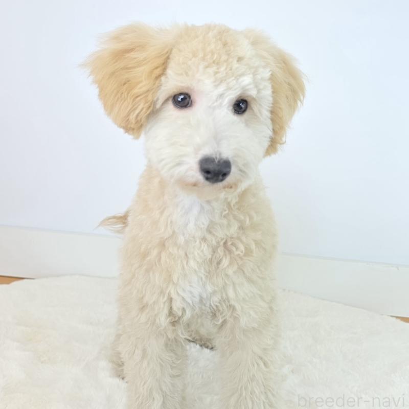 成約済の茨城県のミックス犬-424487の4枚目