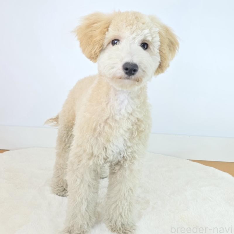 成約済の茨城県のミックス犬-424487の2枚目