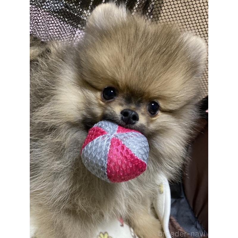 販売中の大阪府のポメラニアン-442276の2枚目