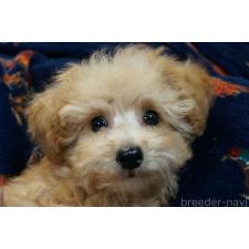 ♀︎トイプードル