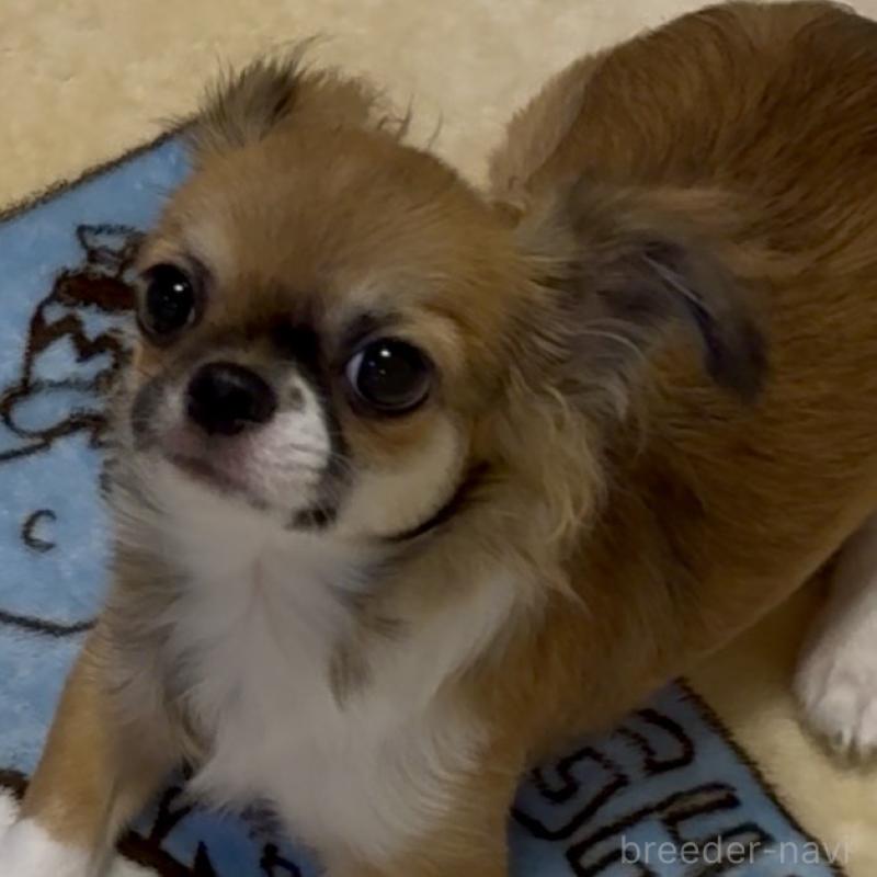 成約済の東京都のチワワ(ロングコート)-423971の5枚目