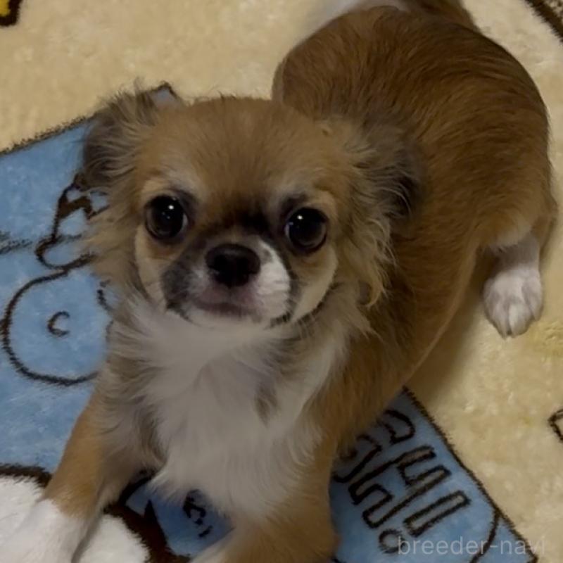 成約済の東京都のチワワ(ロングコート)-423971の3枚目