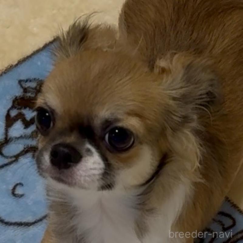 成約済の東京都のチワワ(ロングコート)-423971の2枚目