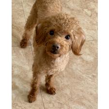 ♀︎ミックス犬