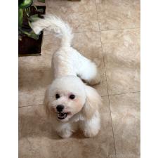 ♀︎ミックス犬