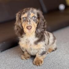 ♀︎ミニチュアダックスフンド(ロングヘアード)