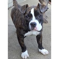 ♀︎アメリカンブリー