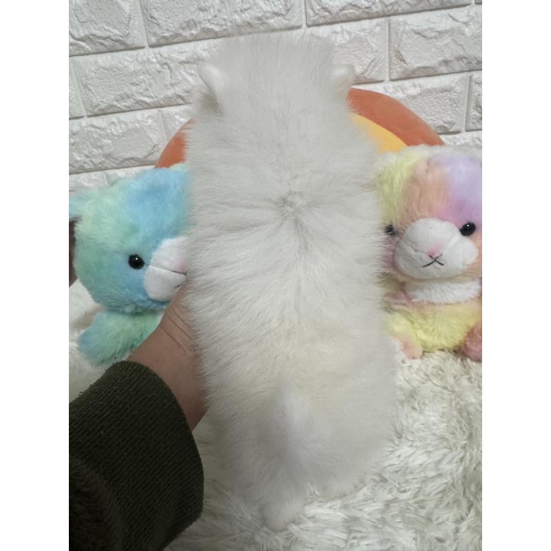 販売中の埼玉県のポメラニアン-445201の6枚目