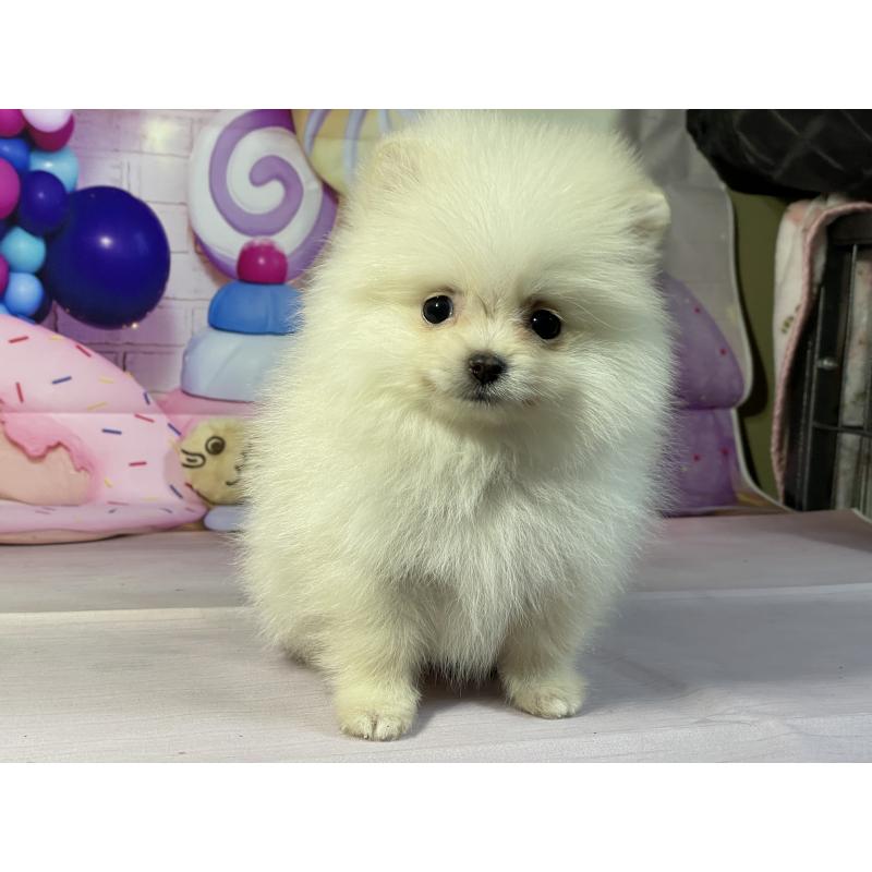 販売中の埼玉県のポメラニアン-444329の10枚目