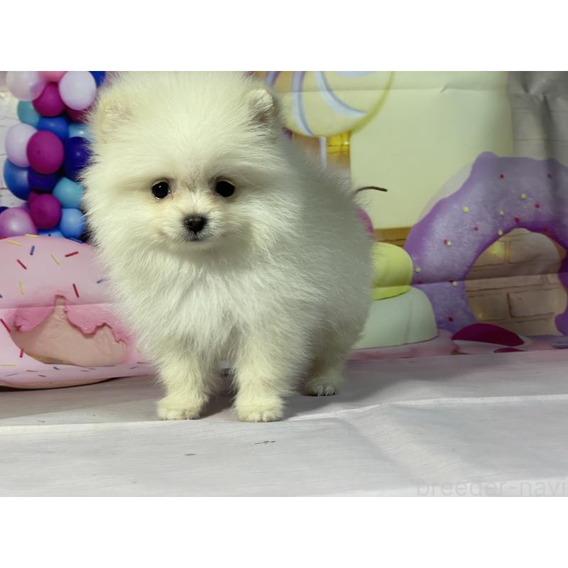 販売中の埼玉県のポメラニアン-444329の8枚目