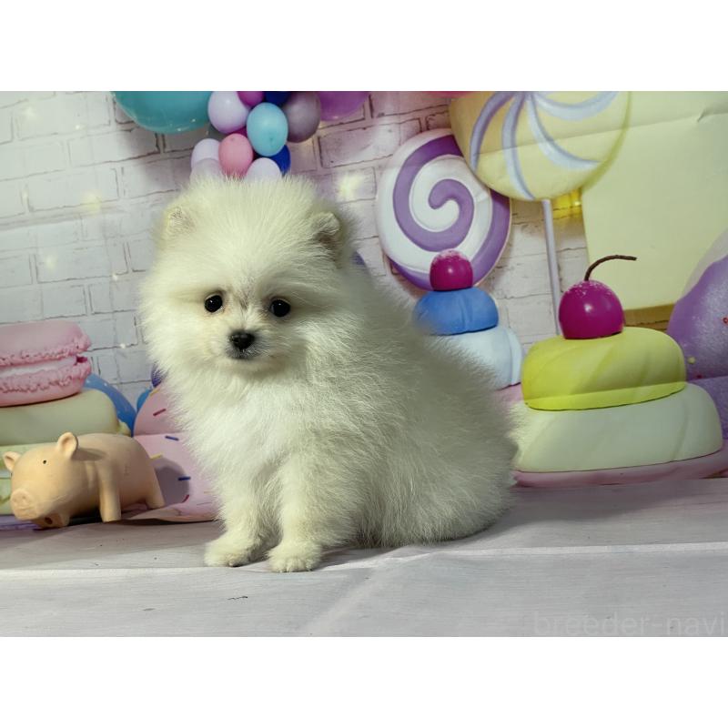 販売中の埼玉県のポメラニアン-444329の7枚目